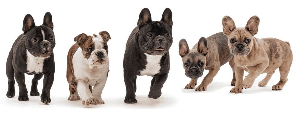 My Dogs’ Resolutions for Me